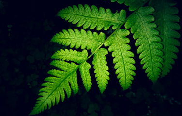 Banner_Green leaf_376x240.png