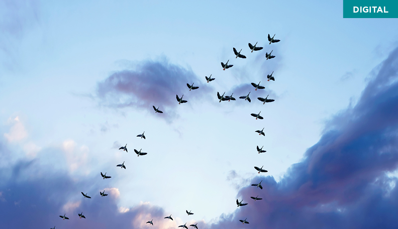 Birds flying high
