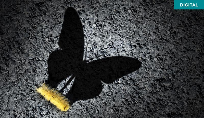 butterfly transformation