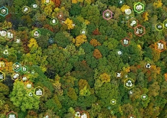Aerial image of trees representing environmental and ustainable development goals