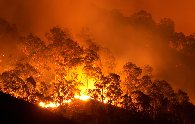 forest on fire 