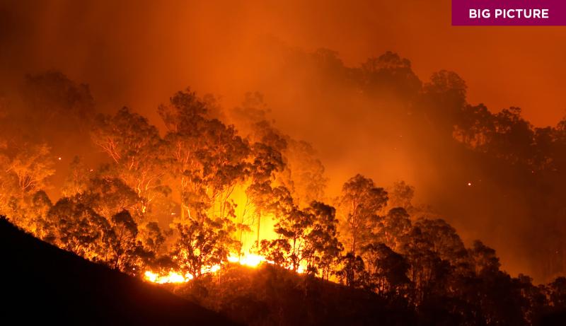 forest on fire
