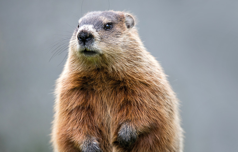groundhog 