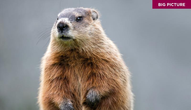 groundhog 