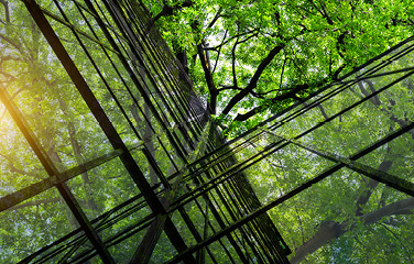Trees and greenery around an office building