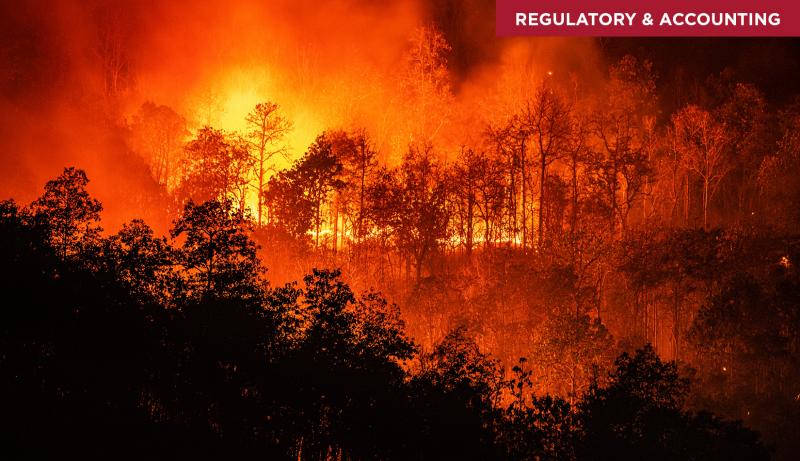 wild fire