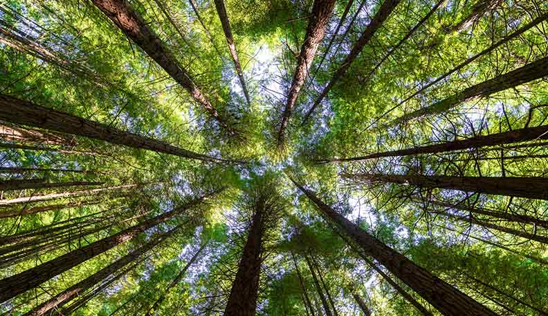 Image of a forest, looking from below, up to the tops of the trees