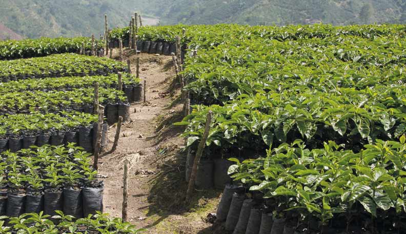 Image of coffee plantations