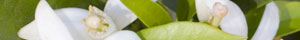 ICM Faculty