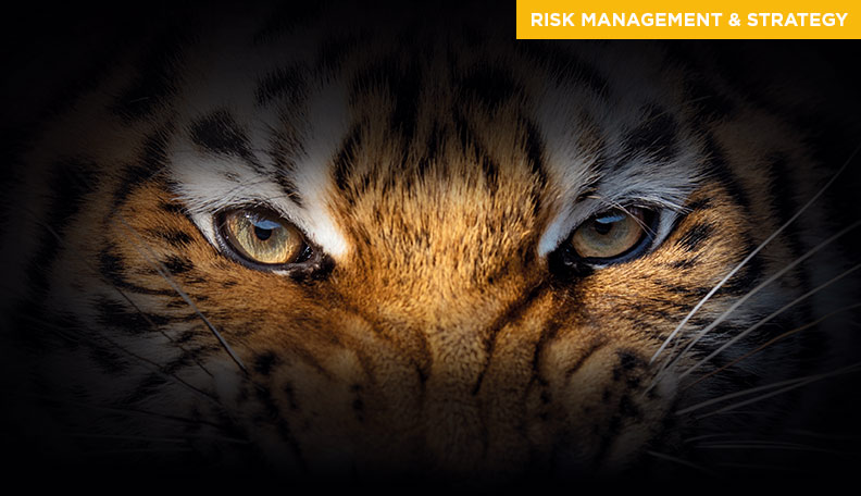 Image of a tiger’s eyes